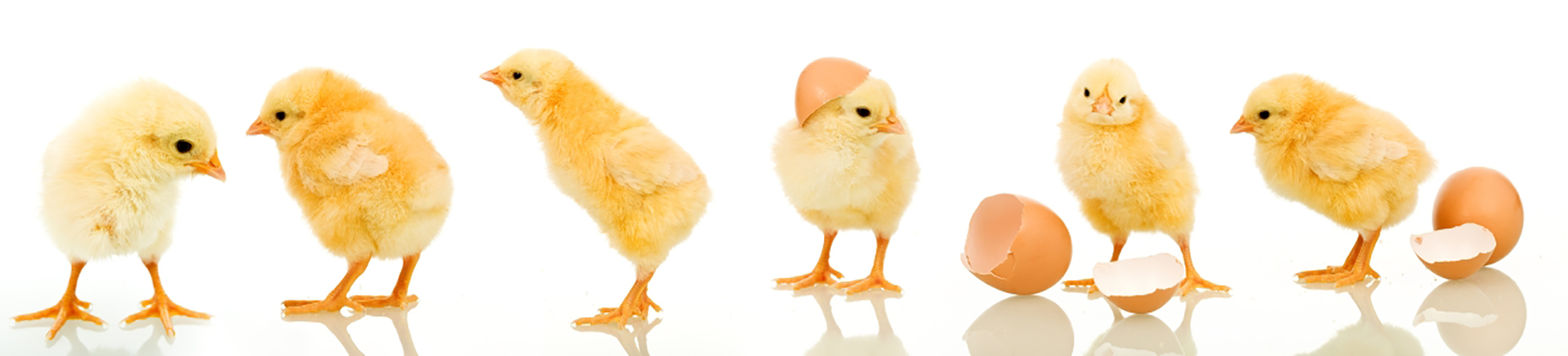 GV Produce poultry products