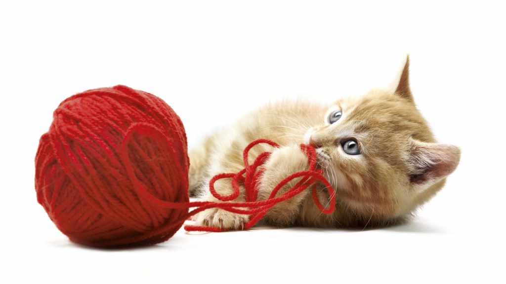 GV Produce cat & dog products